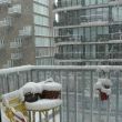 sneeuw 2011